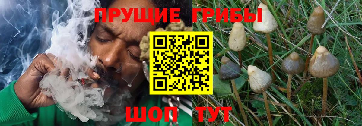 Псилоцибиновые грибы MAGIC MUSHROOMS  Вход с VPN  Заводоуковск  Псилоцибиновые грибы мухоморы 